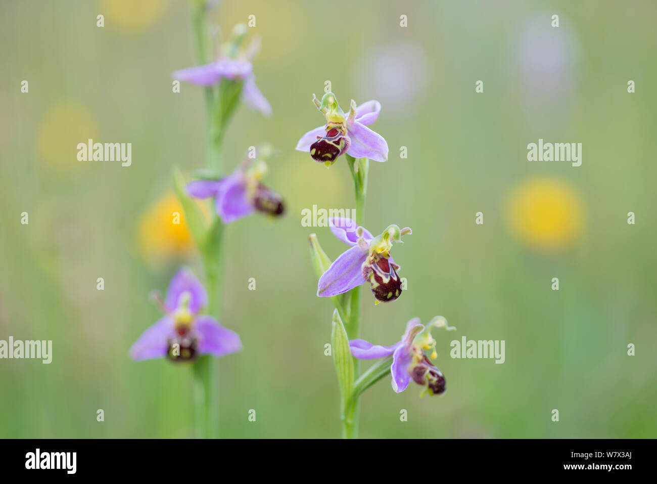 Bee Orchidee (Ophyris apifera) Parco Nazionale di Peak District, Derbyshire, Regno Unito. Giugno. Foto Stock