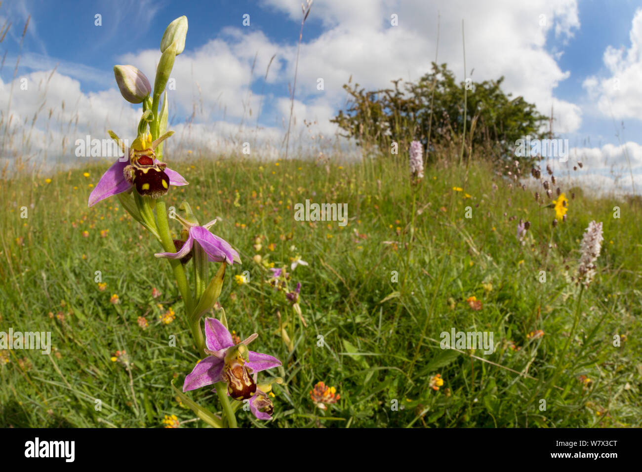 Bee Orchid (Ophyris apifera) in pianura pascoli calcarei habitat. Parco Nazionale di Peak District, Derbyshire, Regno Unito. Giugno. Prese con un obiettivo fisheye. Foto Stock