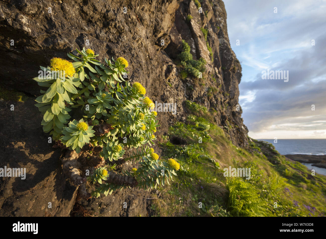 Rose-root (Rhodiola rosea) crescente sulla scogliera sul mare, Isola di Lunga, Treshnish Isles, Scozia, Giugno. Foto Stock