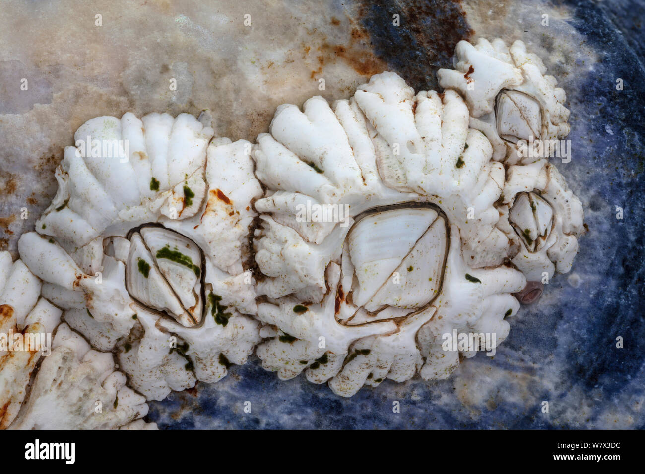 Acorn barnacle (Semibalanus balanoides) crescente sul guscio di cozza (Mytilus edulis), Isola di Skye in Scozia, Aprile. Foto Stock