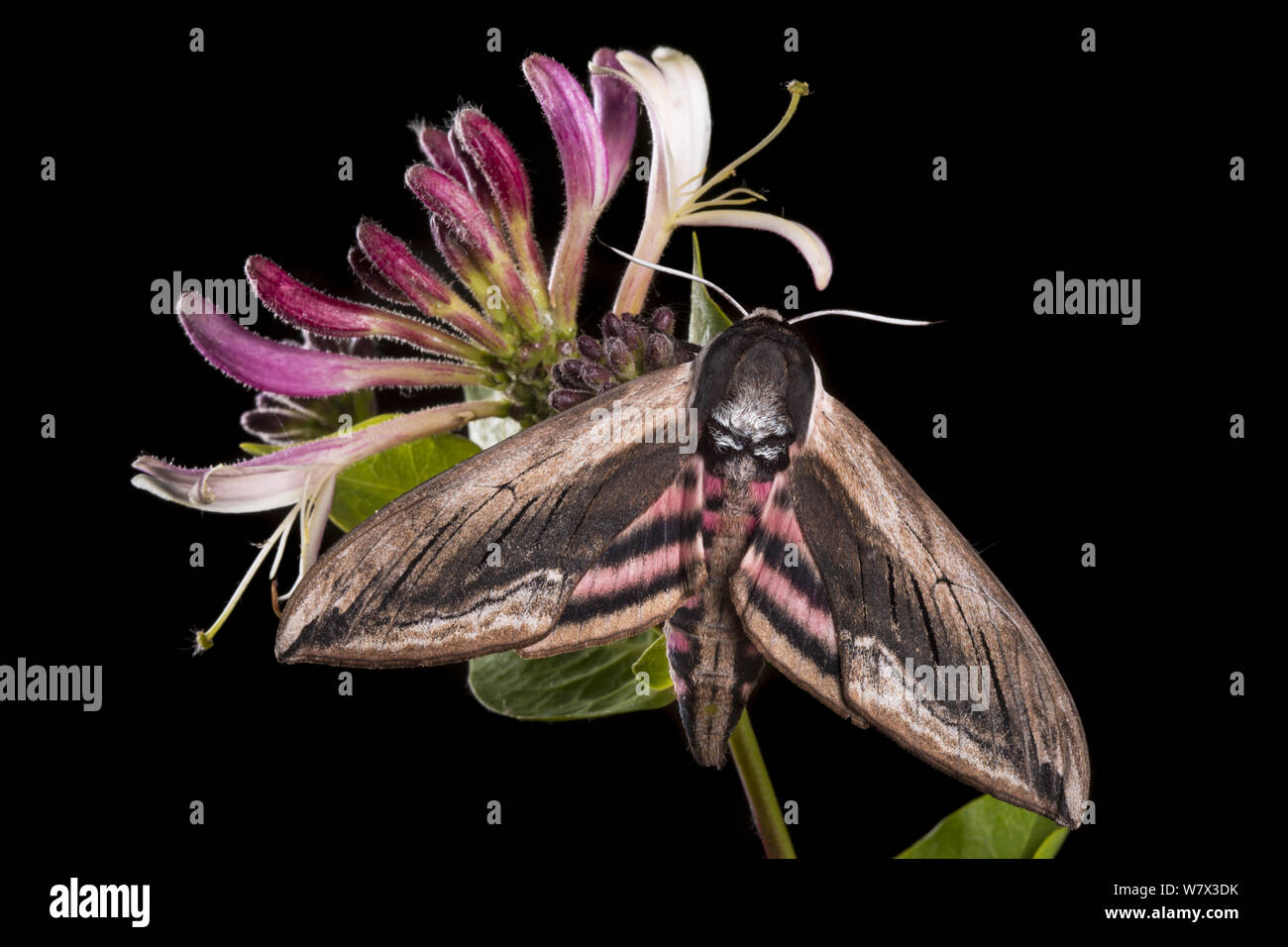 Ligustro Hawkmoth (Sphinx ligustri) alimentare il caprifoglio fiori di notte. Devon, Regno Unito. Giugno. Foto Stock