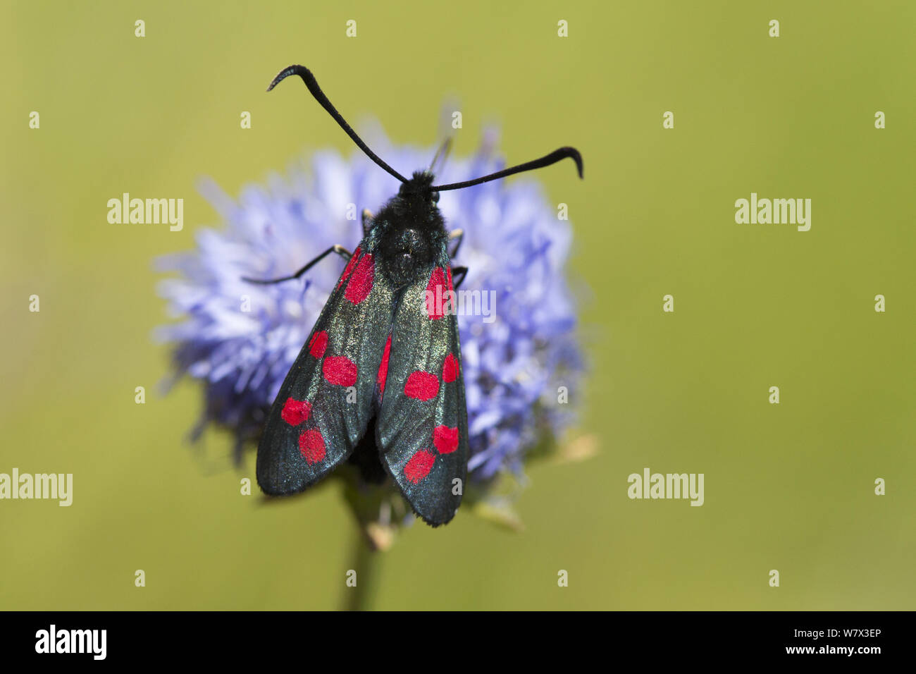 Sei-spot Burnett (Zygaena filipendulae) alimentazione su pecore di bit (Jasione montana), Devon, Regno Unito. Giugno. Foto Stock