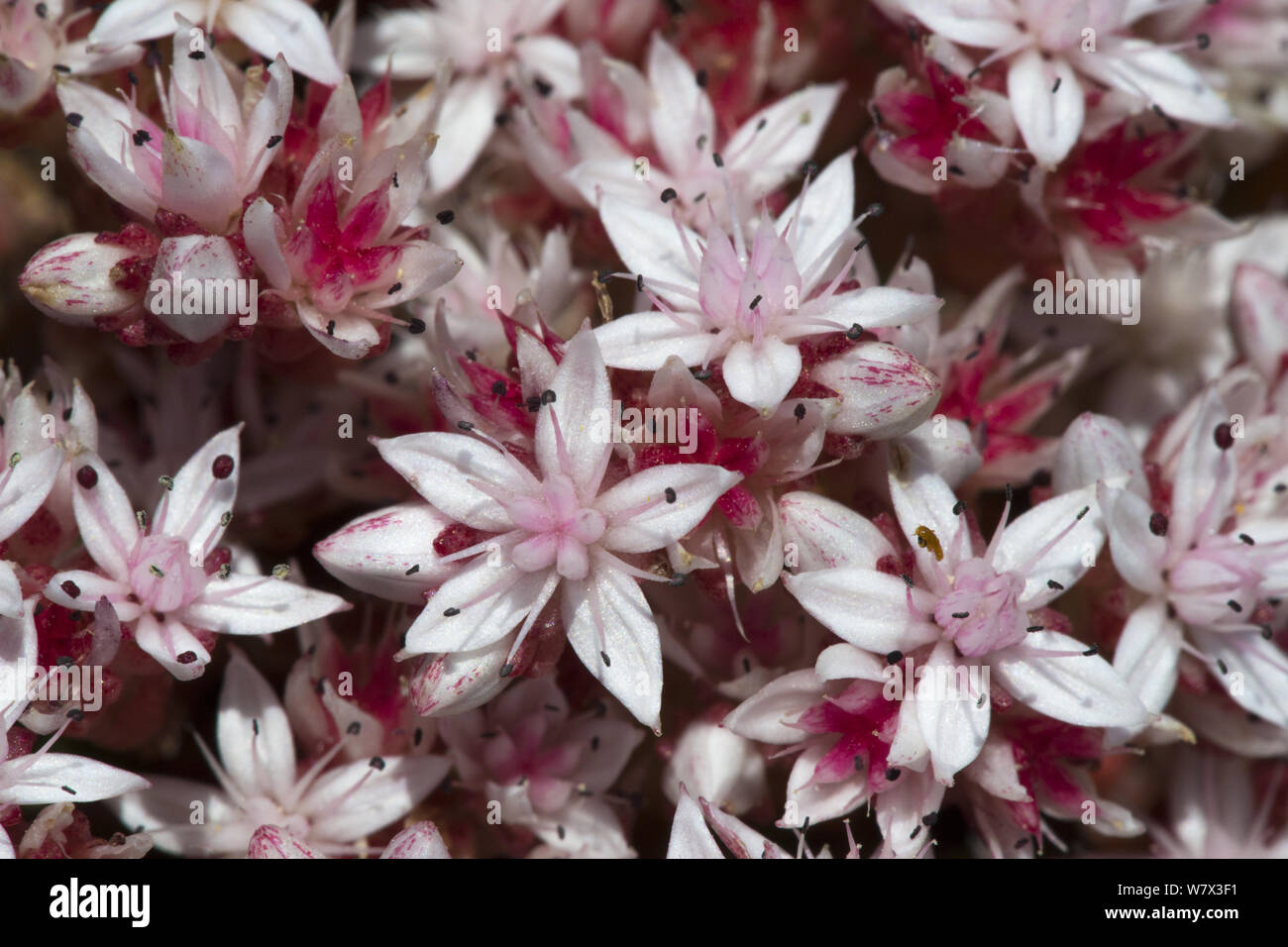 Stonecrop inglese (Sedum anglicum) fiori. Devon, Regno Unito. Giugno. Foto Stock