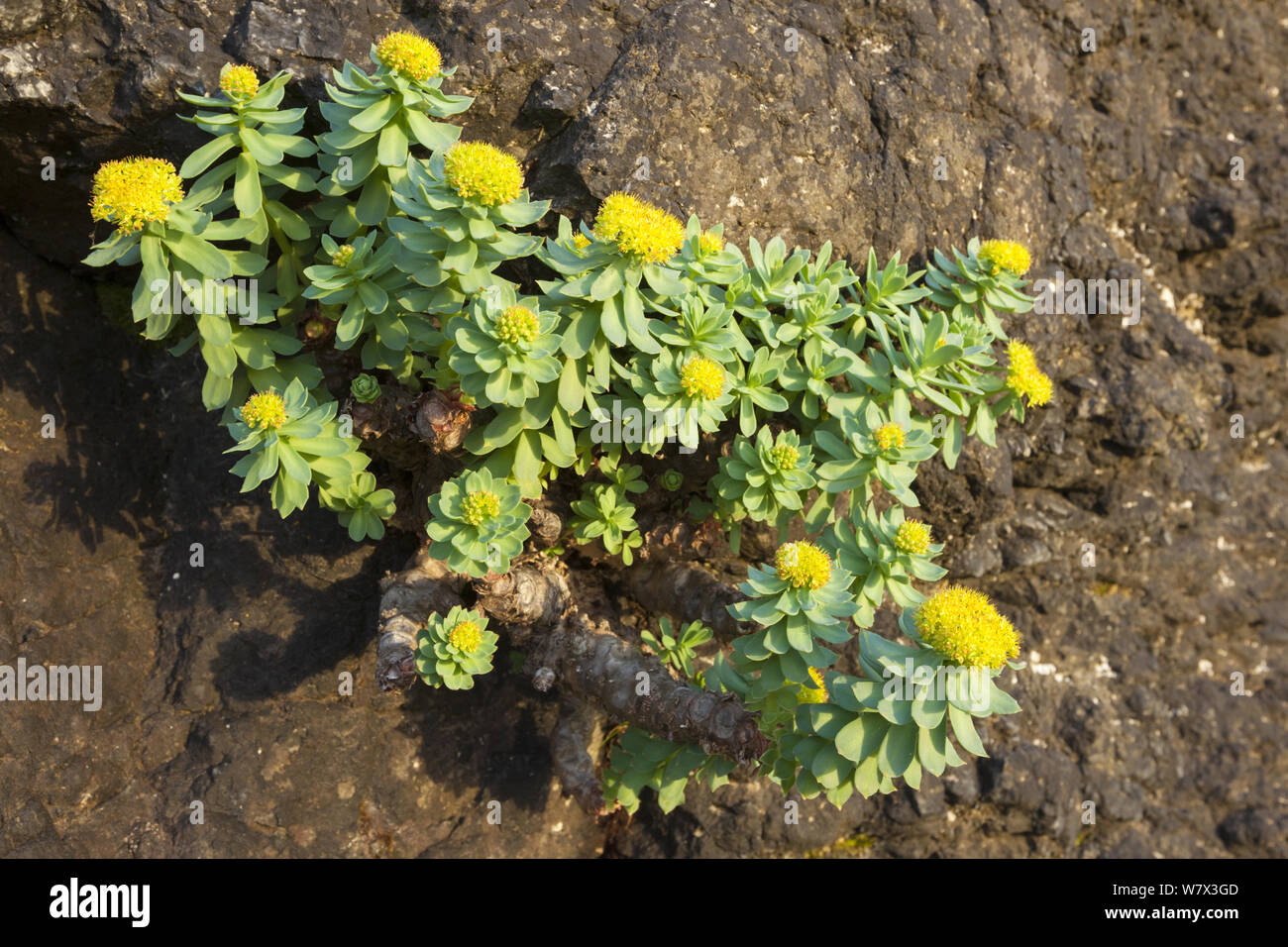 Rose-root (Rhodiola rosea) crescente sulla scogliera sul mare, Isola di Lunga, Treshnish Isles, Scozia, Giugno. Foto Stock