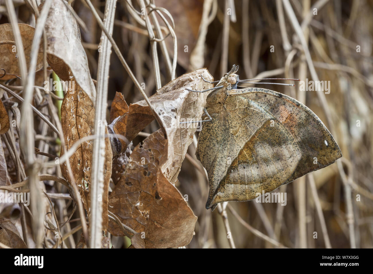 Foglia indiano Butterfly (Kallima inachus) mostra camuffato sotto le ali. Captive, originari dall'Asia. Foto Stock