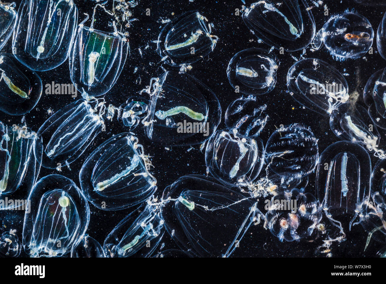 Campione di flora marina raccolti con una rete di plancton, compreso il mare-Uva spina (Pleurobrchia pileus) e Rathkea sp. Isle of Mull, Scotland, Regno Unito. Giugno. Foto Stock