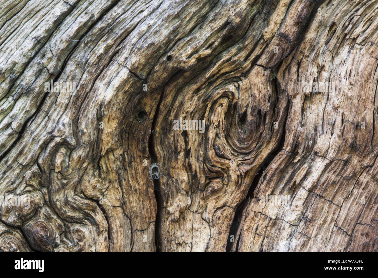 Close up di un veterano inglese quercia (Quercus robur), che mostra la zona di legno morto che è un importante habitat per una vasta gamma di invertebrati tra cui web di imbuto spider web. Derbyshire, Regno Unito. Settembre. Foto Stock