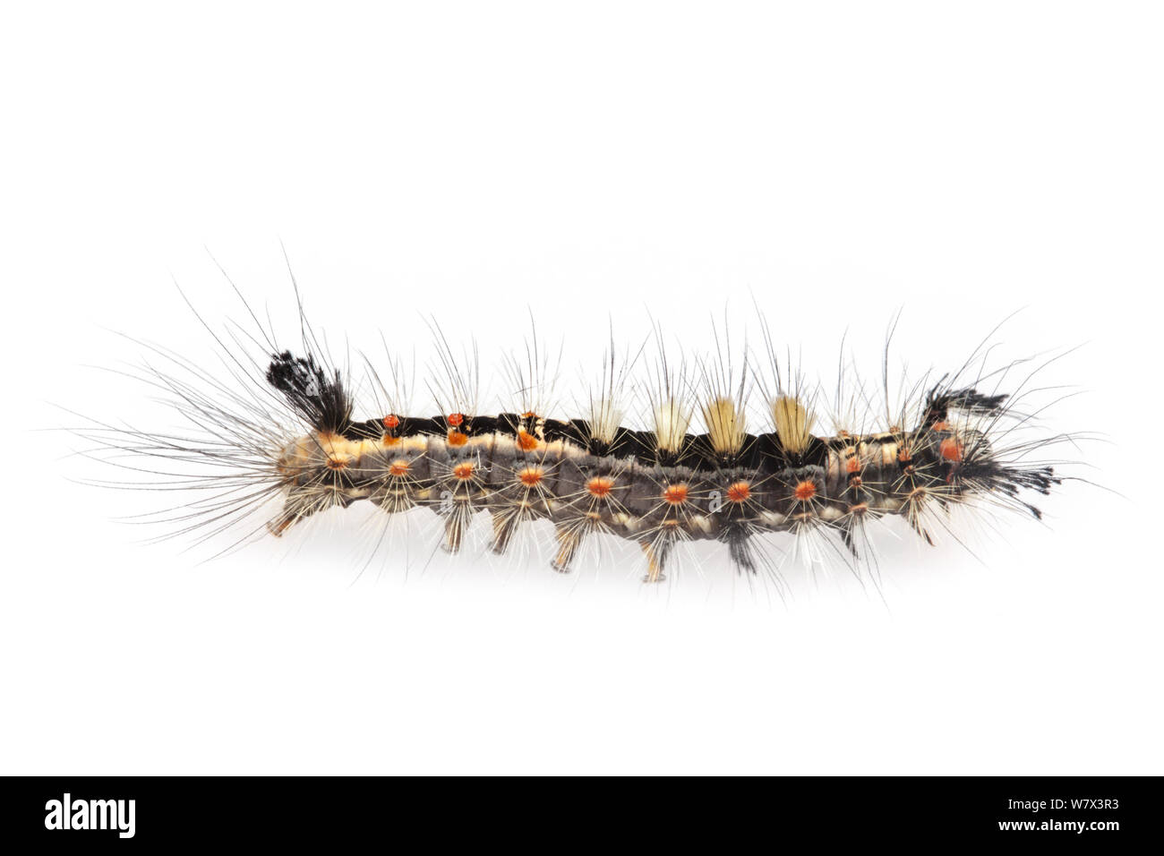 Vaporer comune Moth caterpillar (Orgyia antiqua) con peli uricating, su sfondo bianco in campo mobile studio. Nordtirol, Tirol, Alpi austriache, Austria. Agosto. Foto Stock