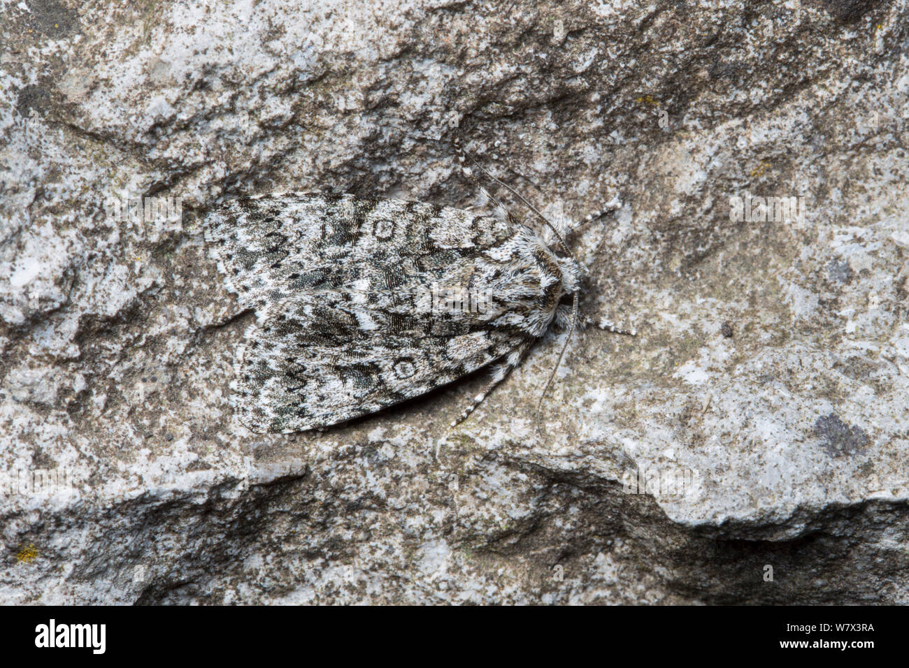 Nodo (Erba Acronicta rumicis) moth mimetizzata sulla roccia, il Parco Nazionale di Peak District, Derbyshire, Regno Unito. Giugno. Foto Stock