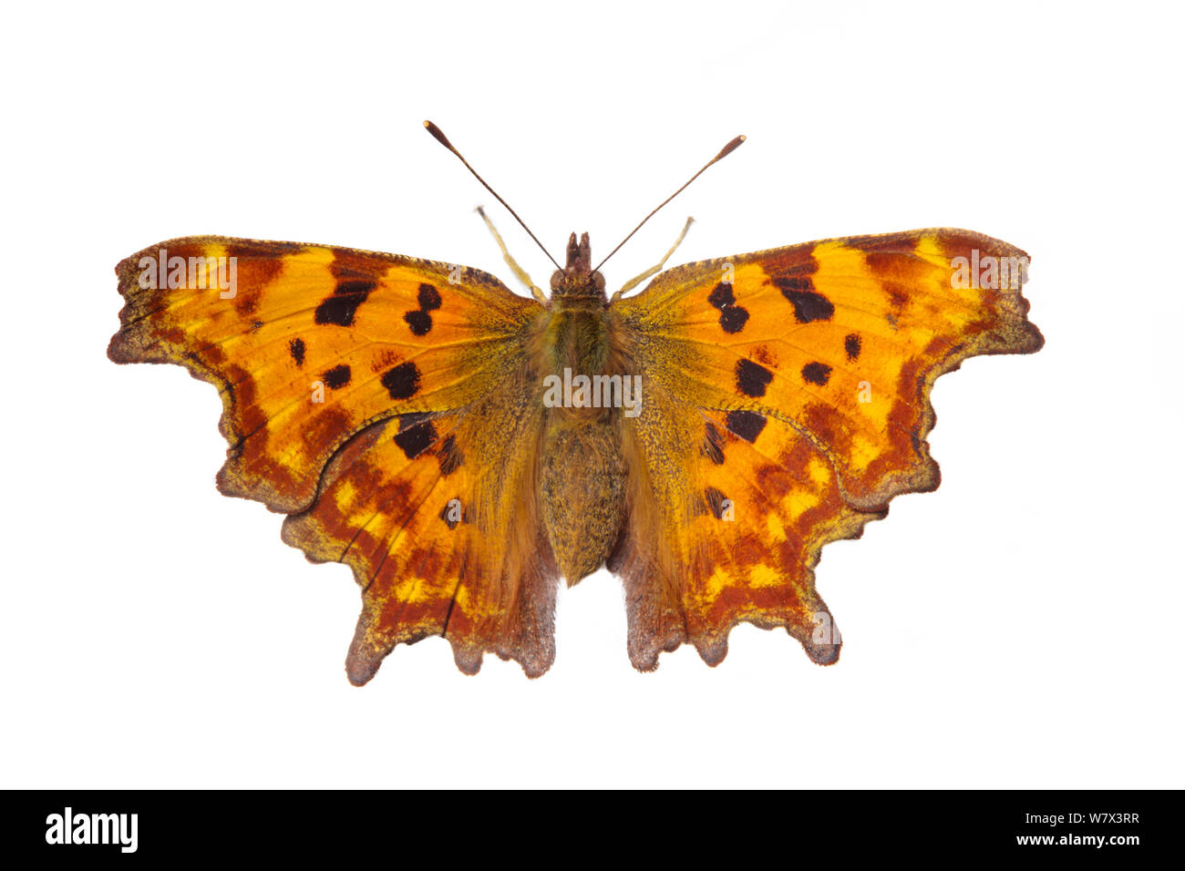 Virgola butterfly (Polygonia c-album) contro uno sfondo bianco nel campo mobile studio. Parco Nazionale di Peak District, Derbyshire, Regno Unito. Settembre. Foto Stock