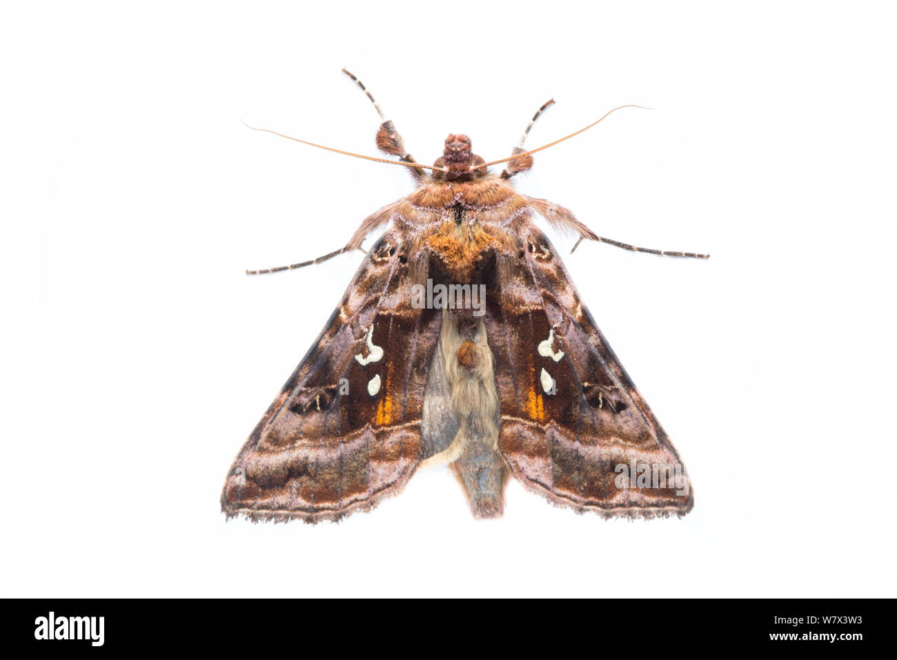 Beautiful Golden Y (Autographa pulchrina) moth su sfondo bianco in campo mobile studio. Parco Nazionale di Peak District, Derbyshire, Regno Unito. Giugno. Foto Stock