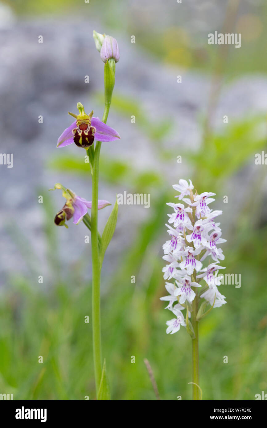 Bee Orchid (Ophyris apifera) e comuni maculato (orchidea Dactylorhiza fuchsii) cresce in stretta prossimità. Parco Nazionale di Peak District, Derbyshire, Regno Unito. Giugno. Foto Stock