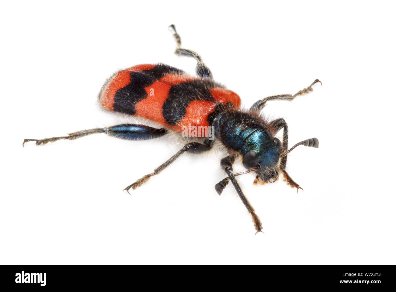 Bee-lupo beetle (Trichodes apiarius) su sfondo bianco. Nordtirol, Tirol, Alpi austriache, Austria. Agosto. Foto Stock