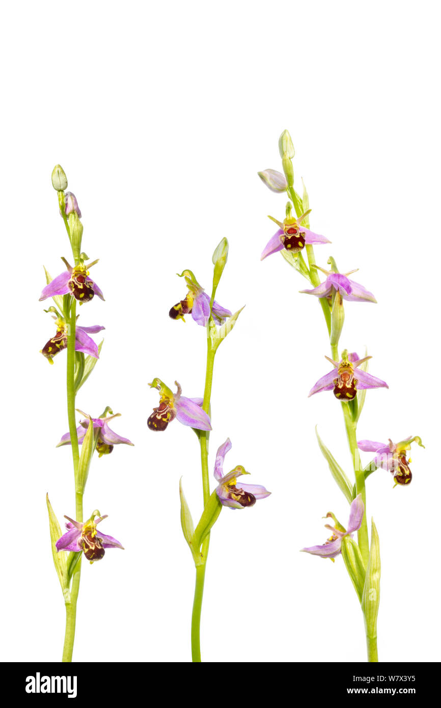 Bee Orchidee (Ophyris apifera) contro uno sfondo bianco. Parco Nazionale di Peak District, Derbyshire, Regno Unito. Giugno. Composito Digitale. Foto Stock