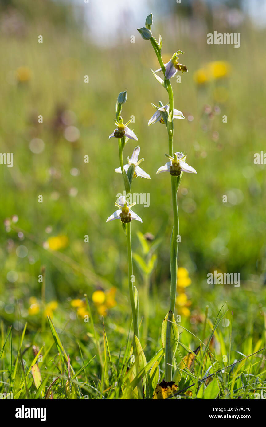 Bee Orchidee (Ophyris apifera) Parco Nazionale di Peak District, Derbyshire, Regno Unito. Giugno. Foto Stock