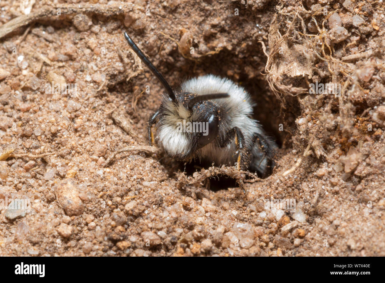 Ashy Mining Bee (Andrena cineraria) scavando nella sabbia. Parco Nazionale di Peak District, Derbyshire. Maggio. Foto Stock