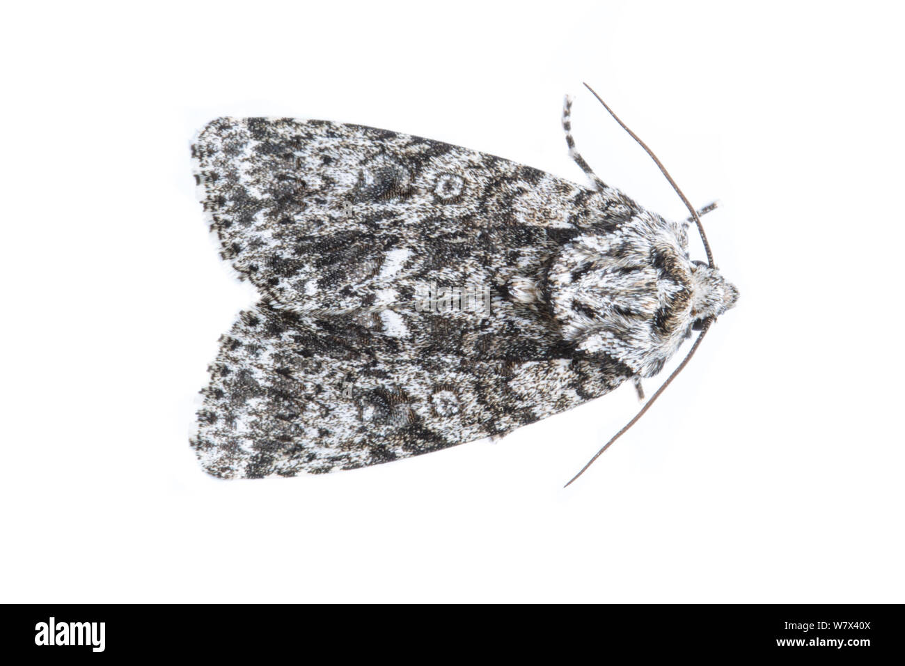 Nodo (Erba Acronicta rumicis) moth su uno sfondo bianco, Parco Nazionale di Peak District, Derbyshire, Regno Unito. Giugno. Foto Stock