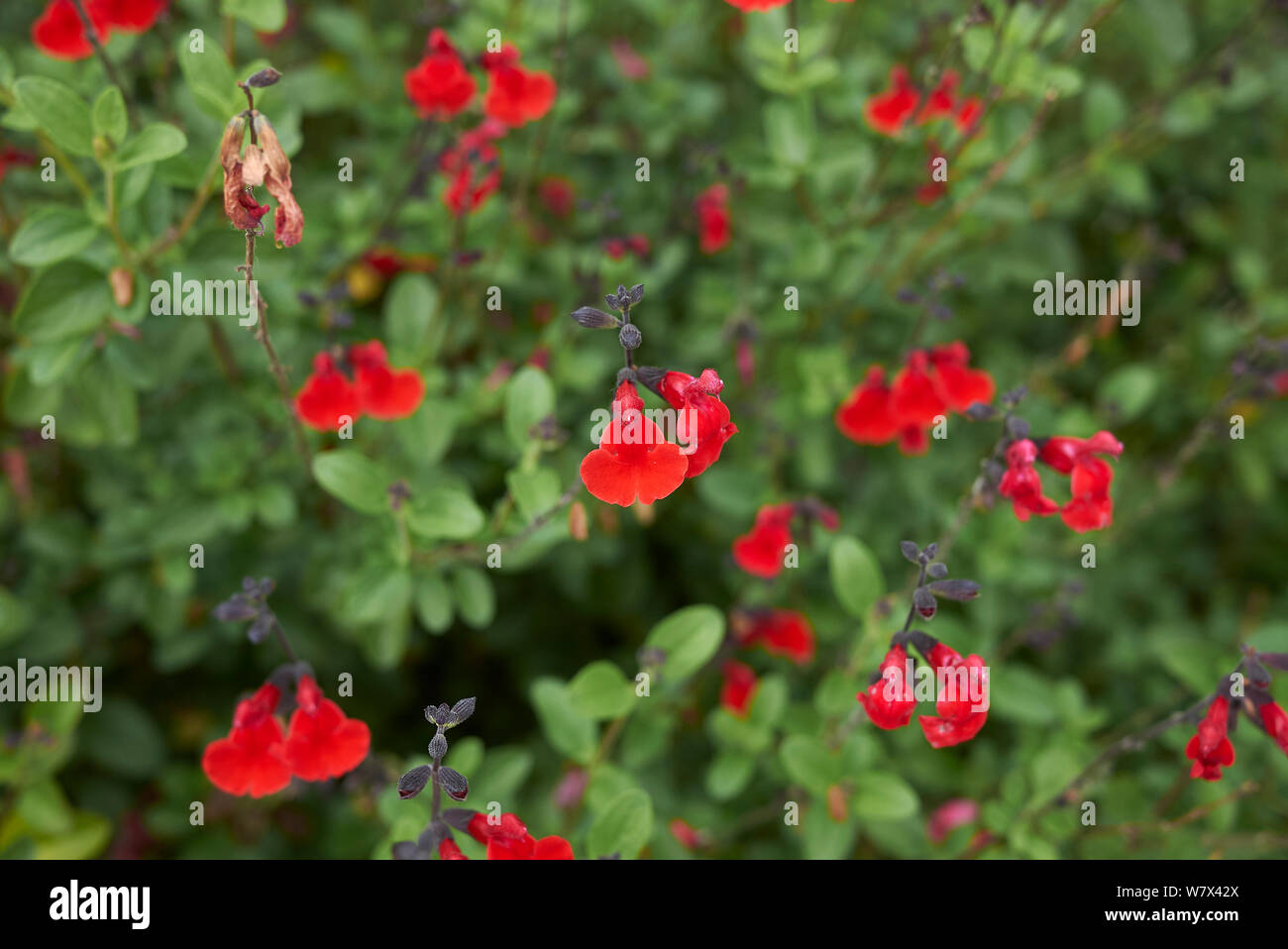 Fiori colorati di Salvia coccinea piante Foto Stock
