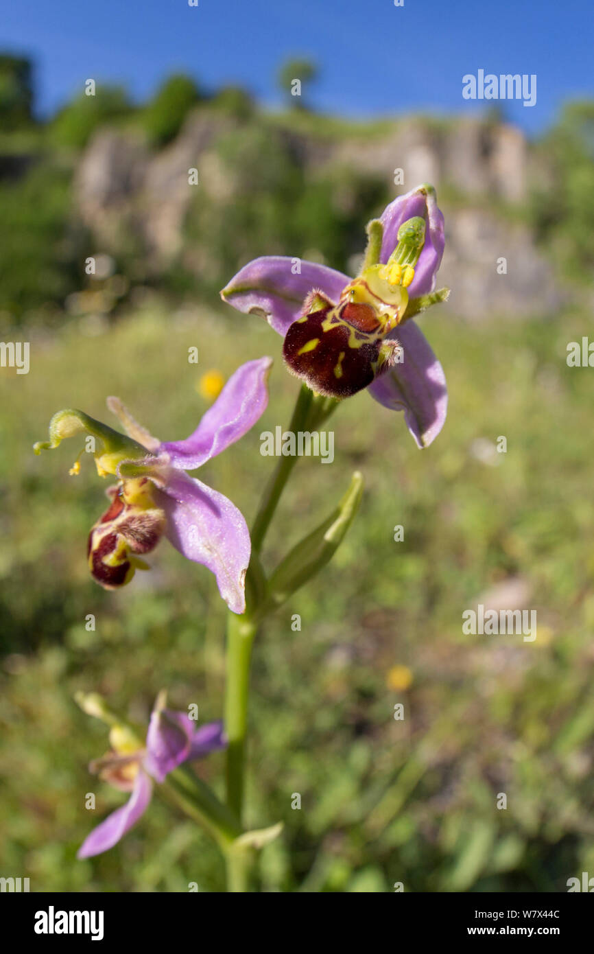 Bee Orchid (Ophyris apifera) in disuso cava di calcare habitat. Parco Nazionale di Peak District, Derbyshire, Regno Unito. Giugno. Foto Stock