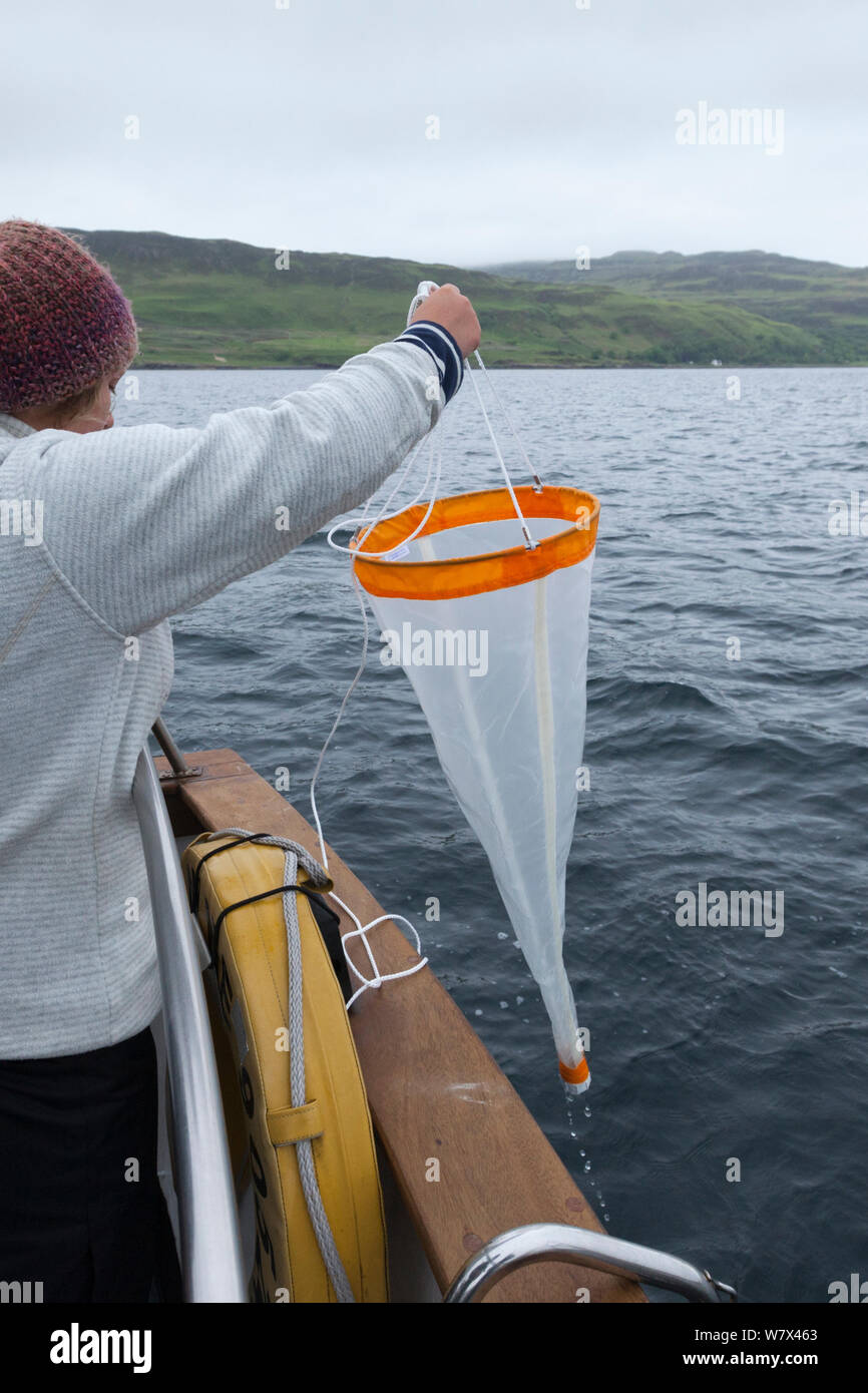 Scienziato utilizzando il plancton net al sondaggio fauna marina. Isle of Mull, Scozia, Giugno 2013. Foto Stock