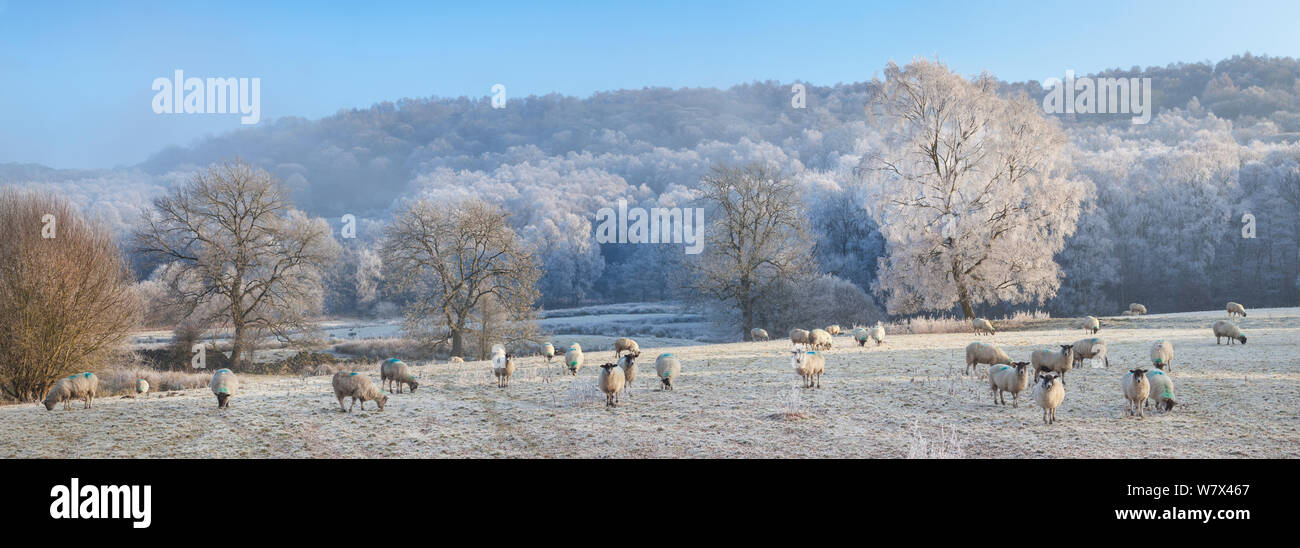 Paesaggio con pecore e frosty alberi, sotto bordo Froggatt. Parco Nazionale di Peak District, Derbyshire. Regno Unito. Dicembre 2012.. Cucito digitalmente panorama. Foto Stock