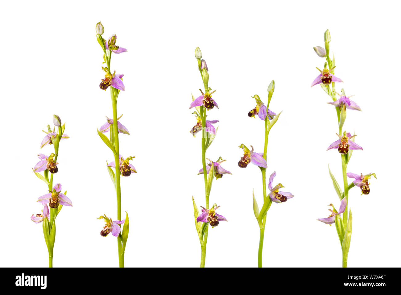Bee Orchidee (Ophyris apifera) fotografati contro uno sfondo bianco. Parco Nazionale di Peak District, Derbyshire, Regno Unito. Giugno. Composito Digitale. Foto Stock