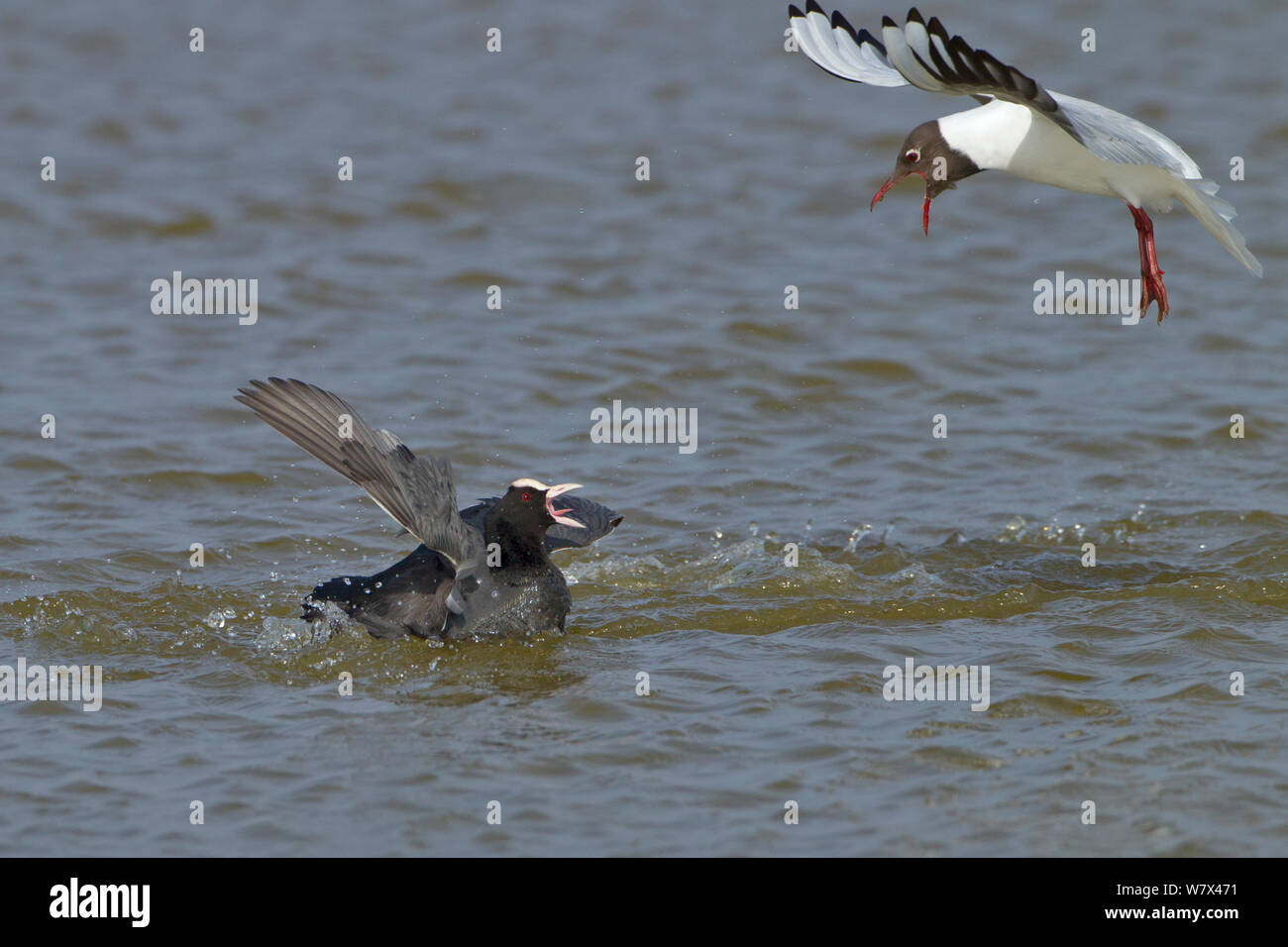 La folaga (fulica atra) e nero intitolata gabbiano (Larus ridibundus) nella disputa territoriale, UK, Marzo. Foto Stock