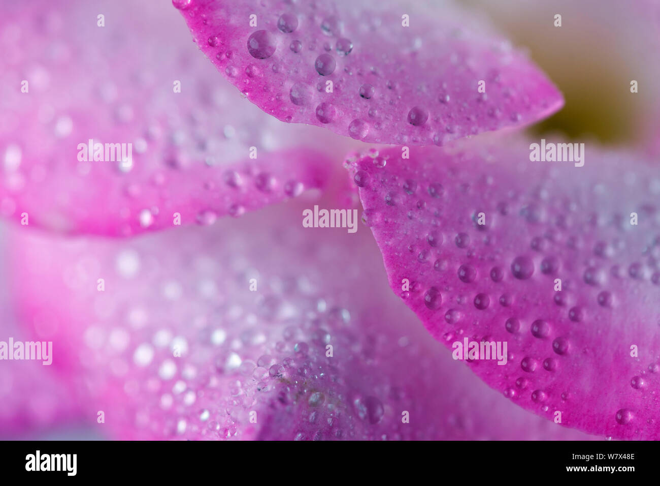 Rosa e bianco rosato, 'Compleanno ragazza' closeup di petali con le goccioline d'acqua. Foto Stock