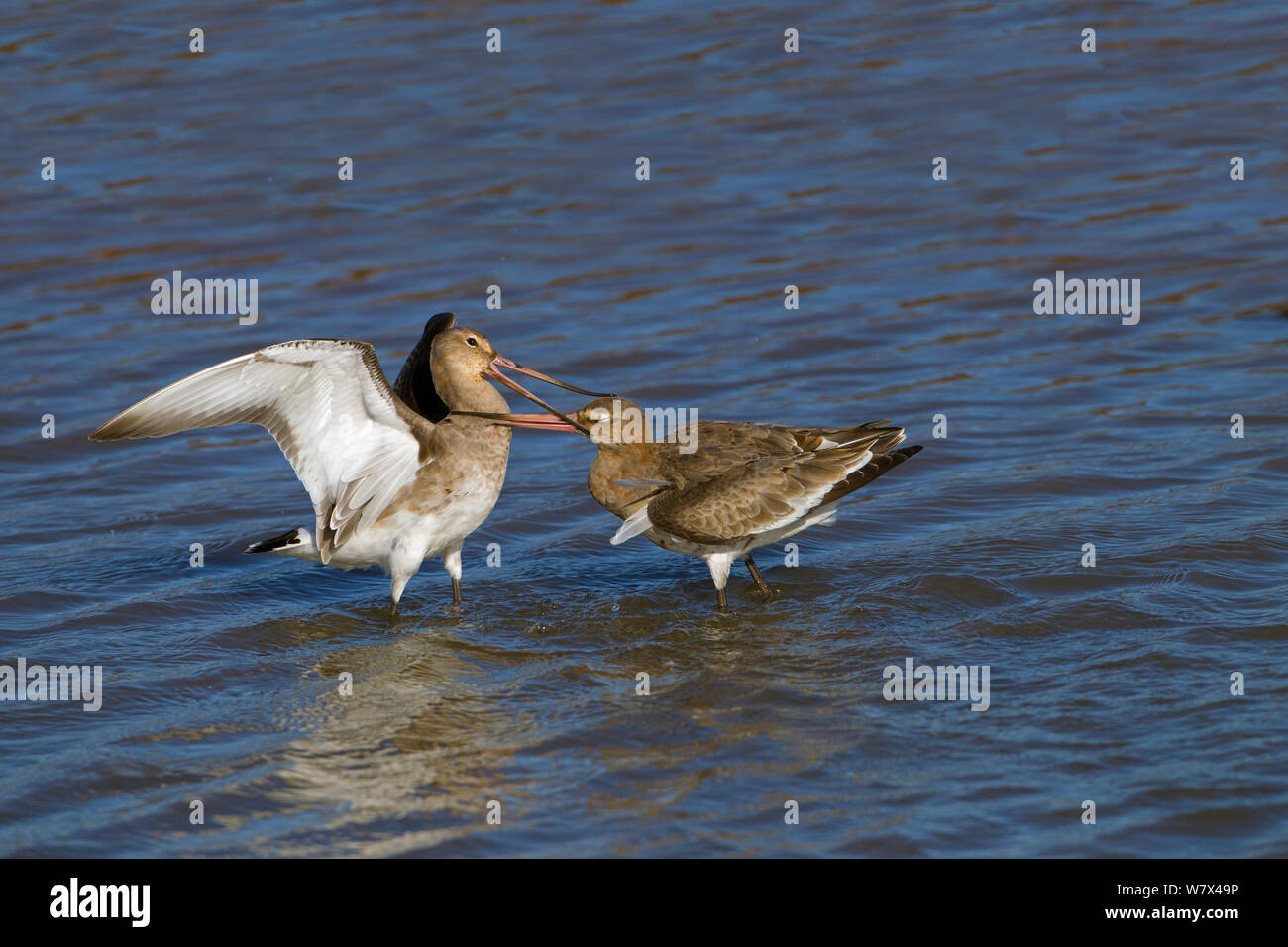 Nero-tailed godwits (Limosa limosa). Gli uccelli immaturi di lotta contro il territorio di alimentazione. Norfolk, Regno Unito, Marzo. Foto Stock