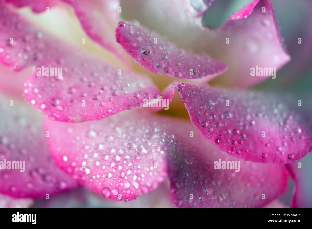 Rosa e bianco rosato, 'Compleanno ragazza' closeup di petali con le goccioline d'acqua. Foto Stock