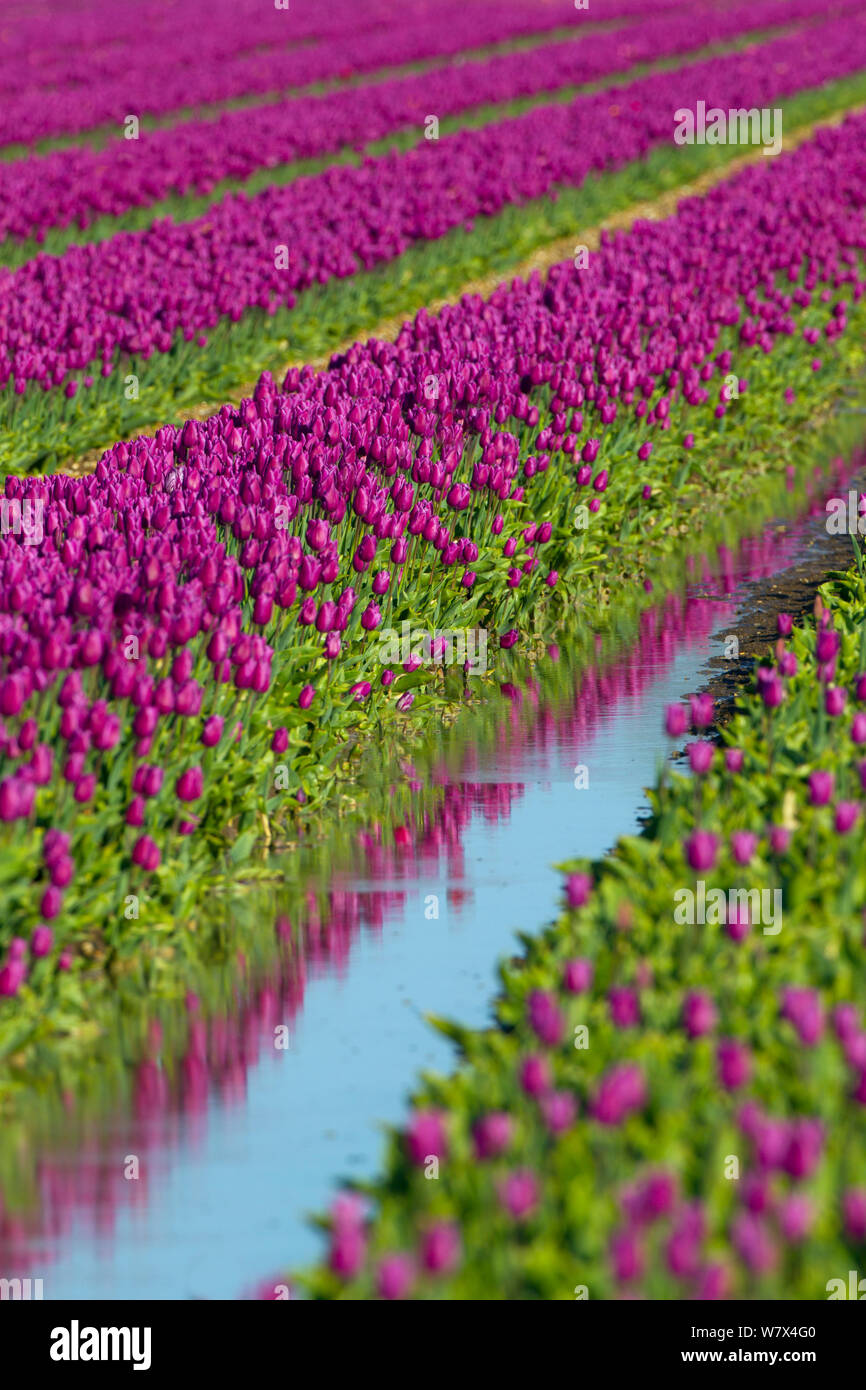 I tulipani irrigata durante la molla a secco meteo. Swaffham, Norfolk, Regno Unito, Aprile. Foto Stock