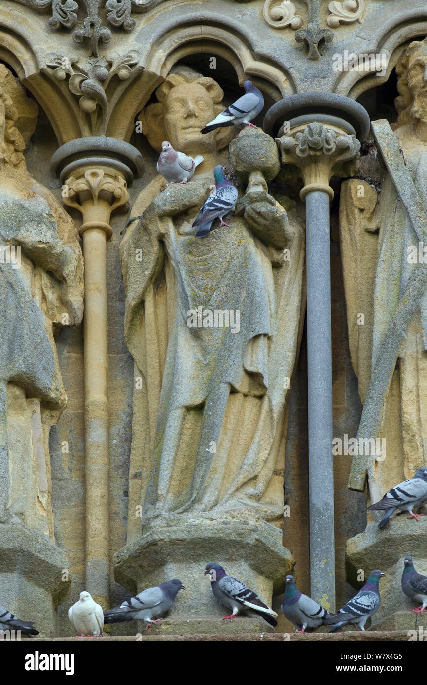 Piccioni selvatici (Columba livia) sulla facciata ovest della Cattedrale di Wells, Somerset, Regno Unito, Aprile. Foto Stock