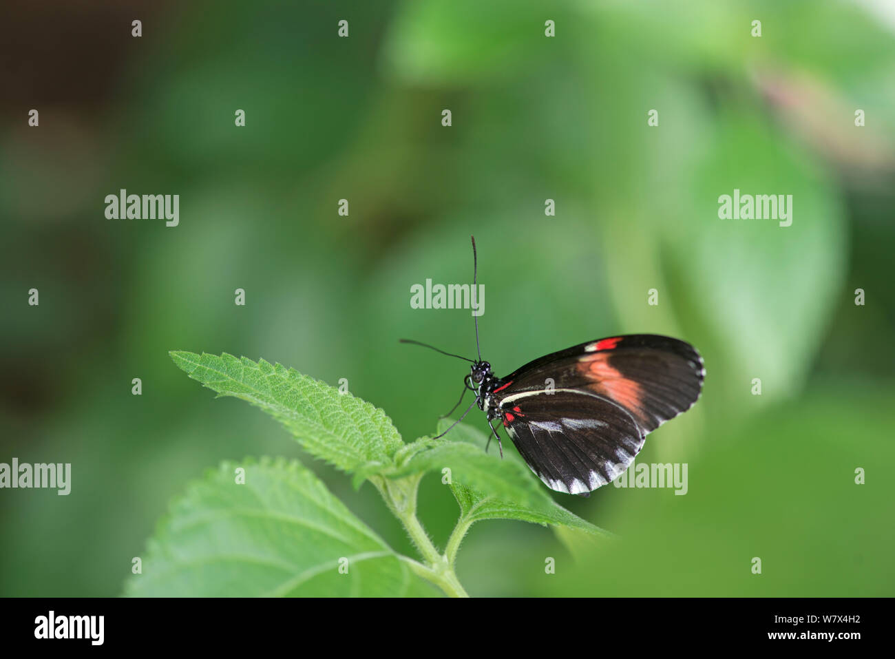 Portalettere butterfly (Heliconius melpomene :), Butterfly Farm, Captive. Si verifica in America Centrale e America del Sud. Foto Stock