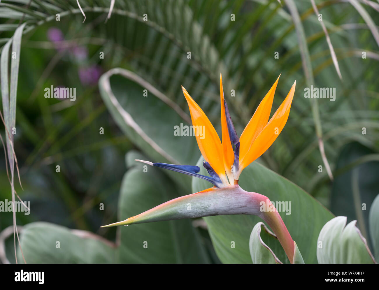 Uccello del Paradiso o gru fiore (Strelitzia reginae). Nella coltivazione. Si verifica in Sud Africa. Foto Stock