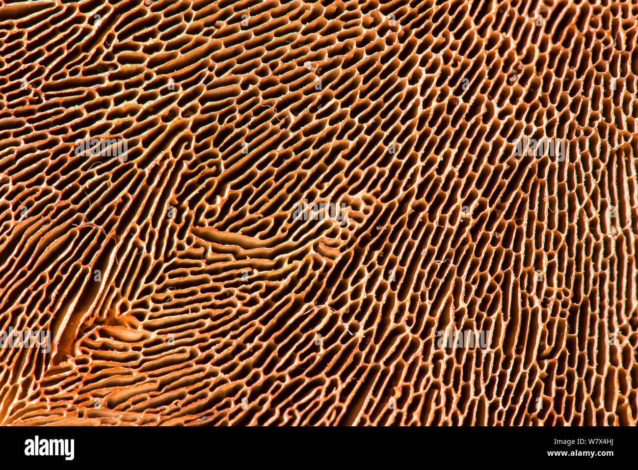 La Betulla mazegill fungo (Lenzites betulina). Cresce su argento betulla. Close-up del lato inferiore che mostra pattern di branchie. Foto Stock