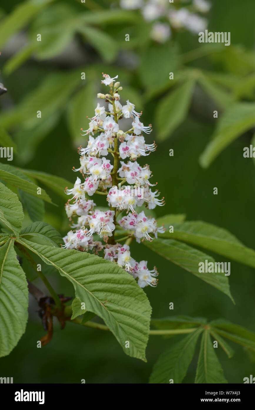 Ippocastano tree (Aesculus hippocastanum) fiori in primavera. Surrey, Inghilterra, Aprile. Foto Stock