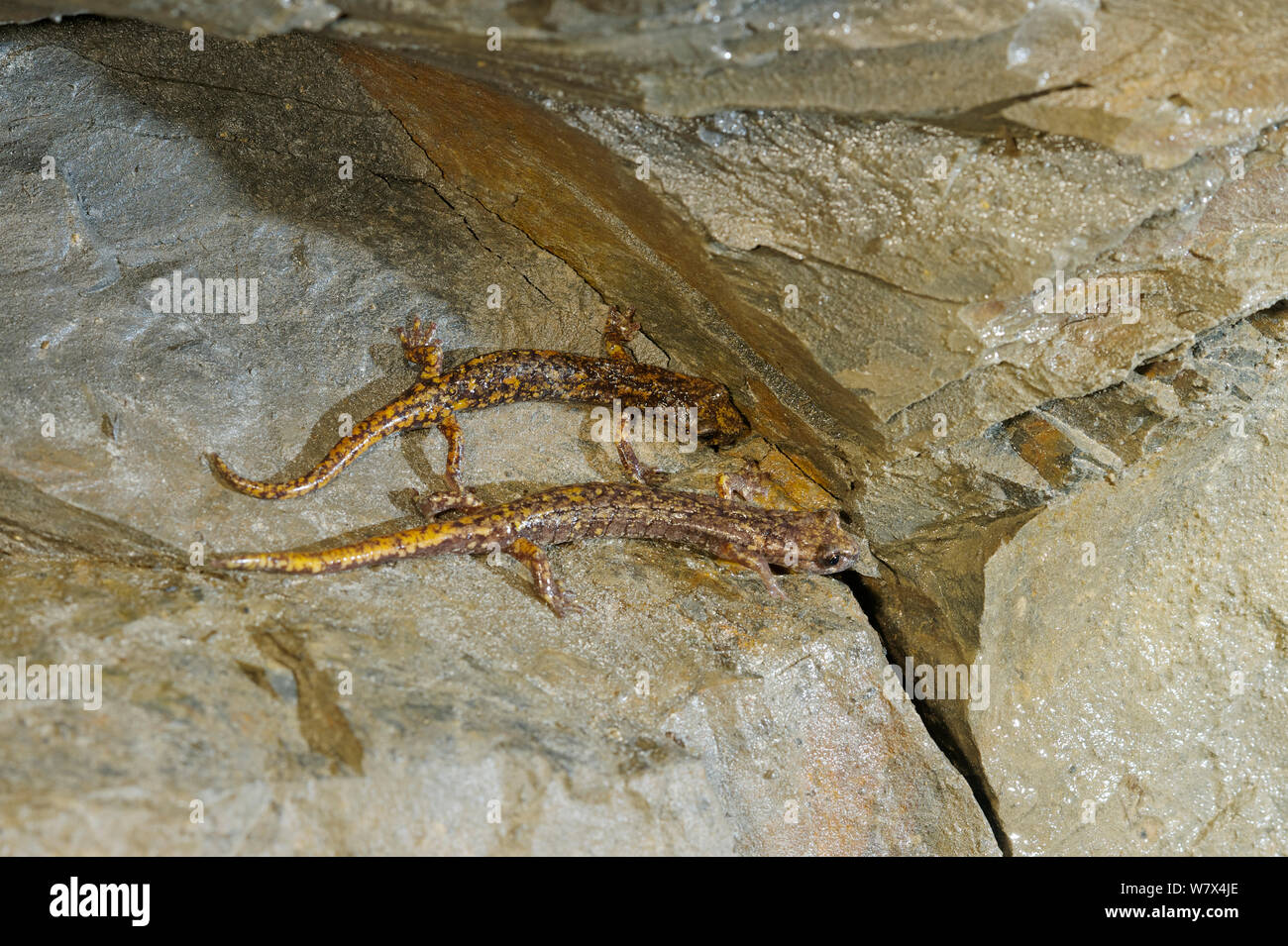 Due Strinati&#39;s grotta salamandre (Hydromantes strinatii), Italia, Aprile. Foto Stock