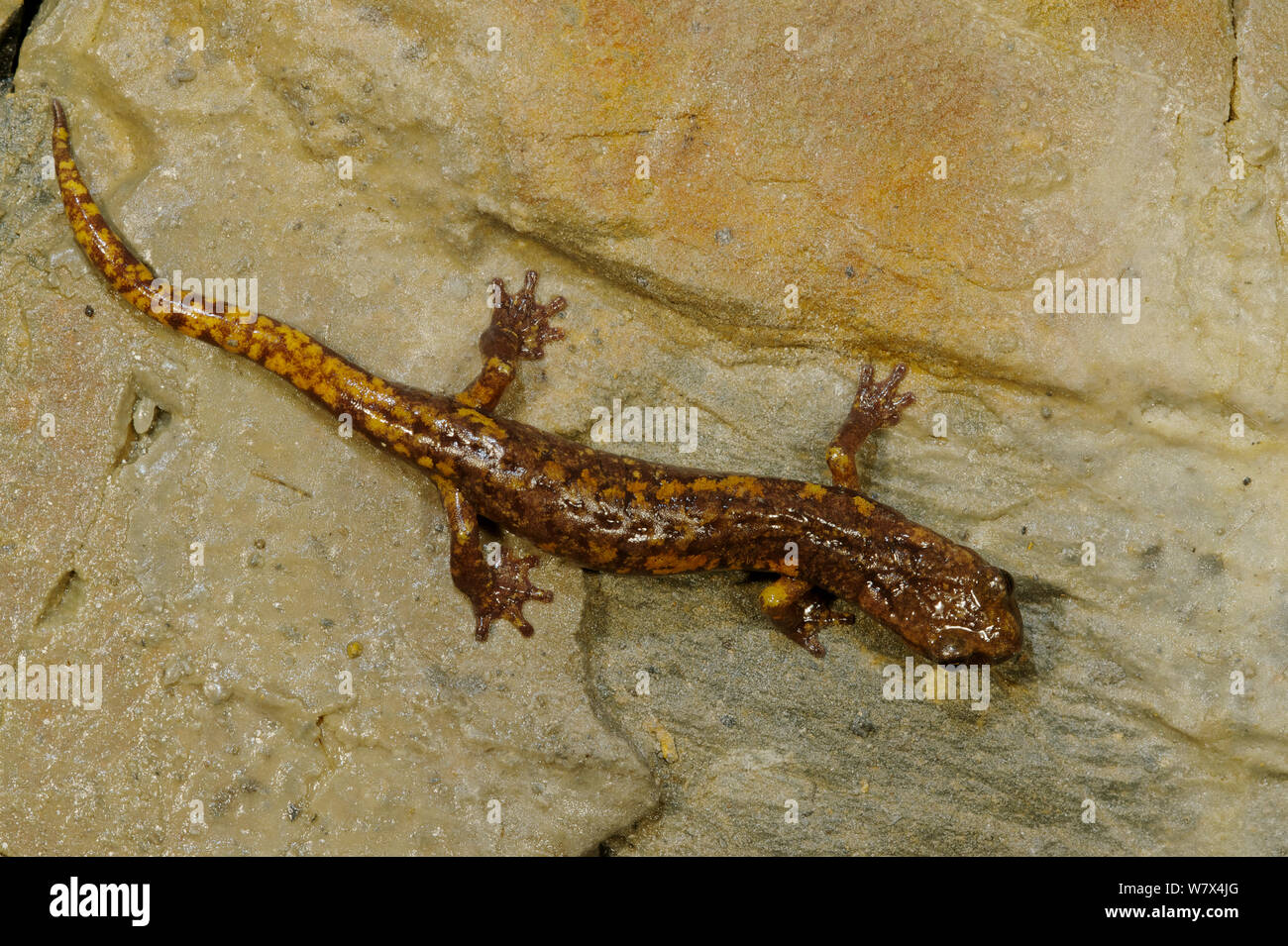 Strinati&#39;s grotta salamander (Hydromantes strinatii), Italia, Aprile. Foto Stock