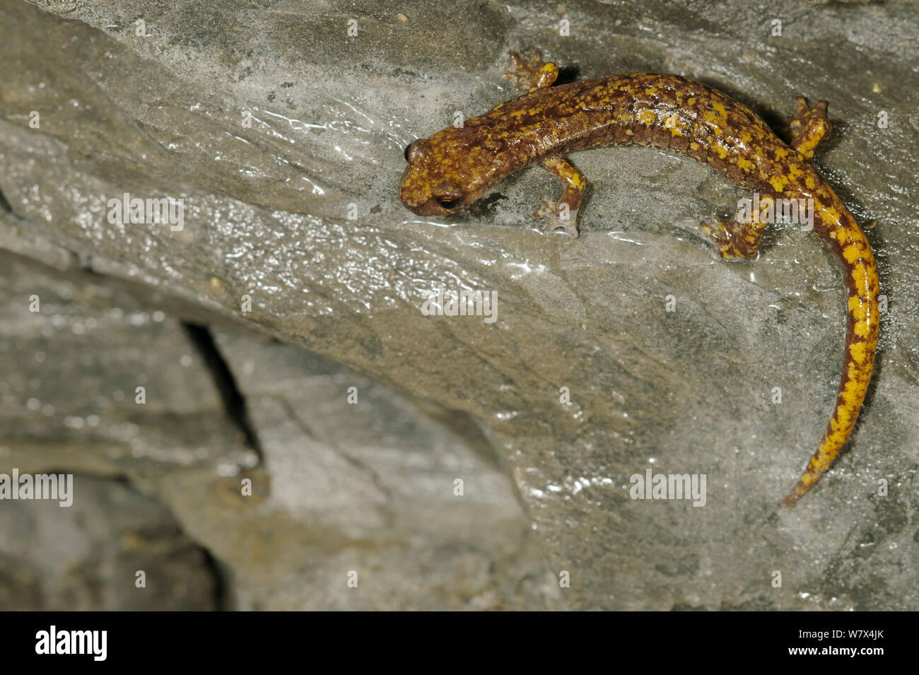 Strinati&#39;s grotta salamander (Hydromantes strinatii), Italia, Aprile. Foto Stock