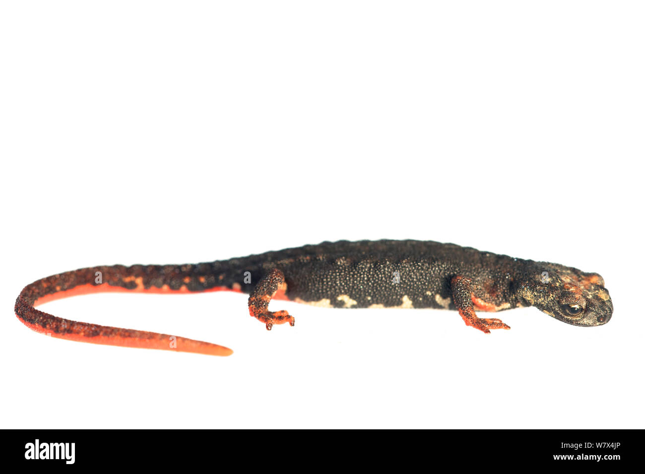 Northern spectacled salamander (Salamandrina perspicillata) contro uno sfondo bianco, Italia, Aprile. Condizioni controllate. Foto Stock