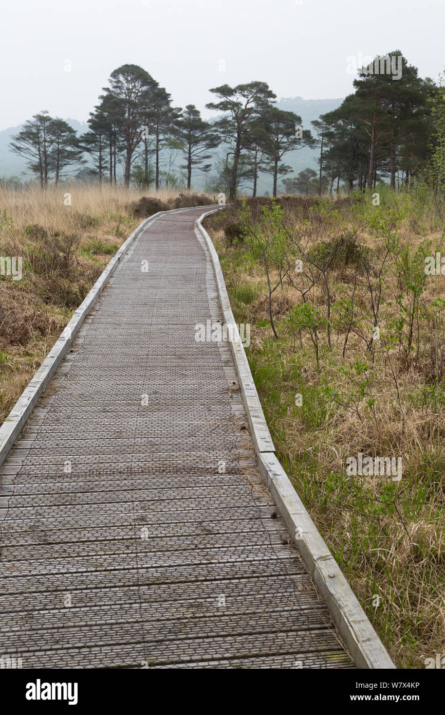 Percorso di legno passerella su bog area in legno Roudsea e Moss Riserva Naturale, Cumbria, Regno Unito. Aprile. Foto Stock