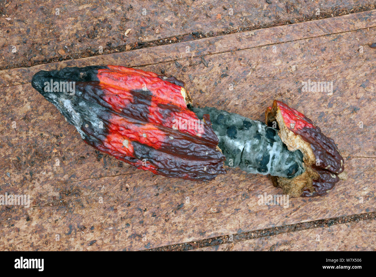 Cacao (Theobroma cacao) aperto frutta infettata da pod nero (Phytophthora palmivora), Ilheus, Brasile. Foto Stock