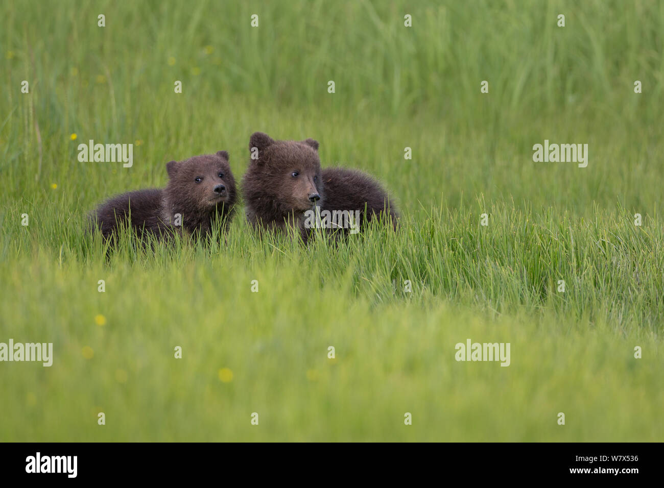 Orso grizzly / Coastal l'orso bruno (Ursus arctos horribilis) due cuccioli di primavera in erba, il Parco Nazionale del Lago Clark, Alaska, Stati Uniti d'America. Giugno. Foto Stock