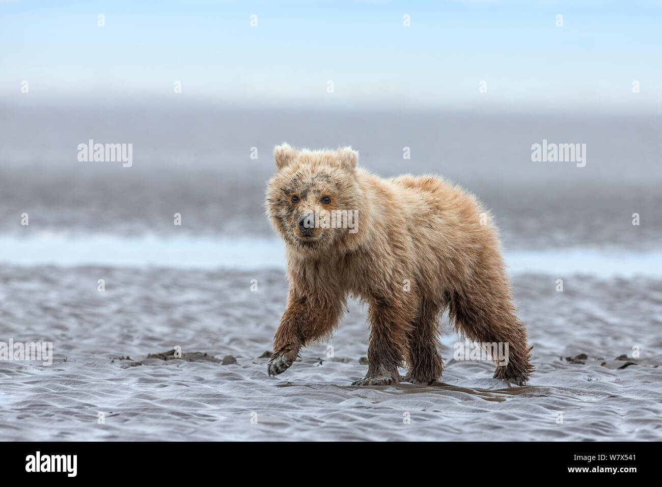 Orso grizzly / Coastal l'orso bruno (Ursus arctos horribilis) cub camminando sul tidal flats, il Parco Nazionale del Lago Clark, Alaska, Stati Uniti d'America. Giugno. Foto Stock