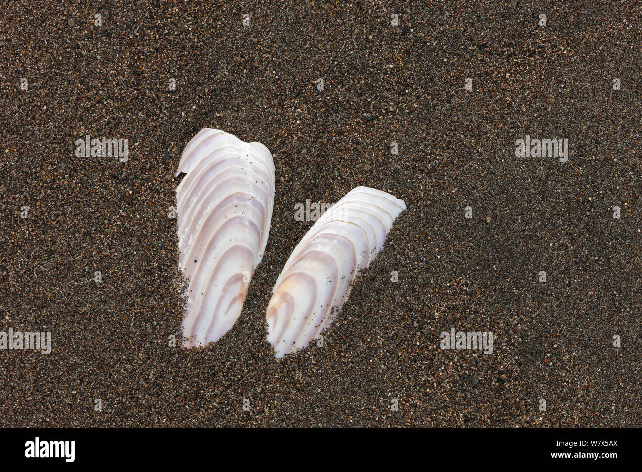 Rasoio di pacifico Clam (Siliqua patula) conchiglie aperte in sabbia sulla spiaggia, il Parco Nazionale del Lago Clark, Alaska, Stati Uniti d'America. Giugno 2013. Foto Stock