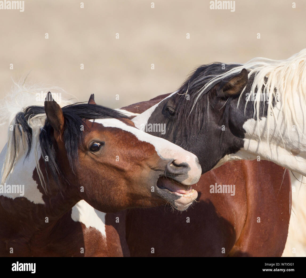 Il mustang selvatici pinto cavalli interagenti, McCullough picchi Area di allevamento, Wyoming negli Stati Uniti. Foto Stock