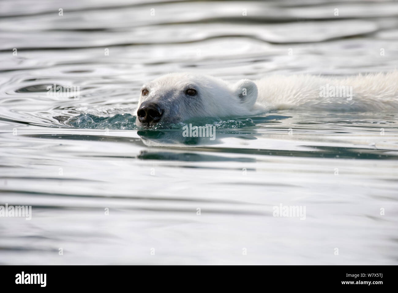 Orso polare (Ursus maritimus) nuotare in acqua, Svalbard, Norvegia. Luglio. Foto Stock