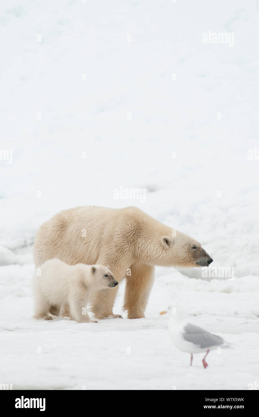 Orso polare (Ursus maritimus) madre e cub con il gabbiano in primo piano, Svalbard, Norvegia. Luglio. Foto Stock