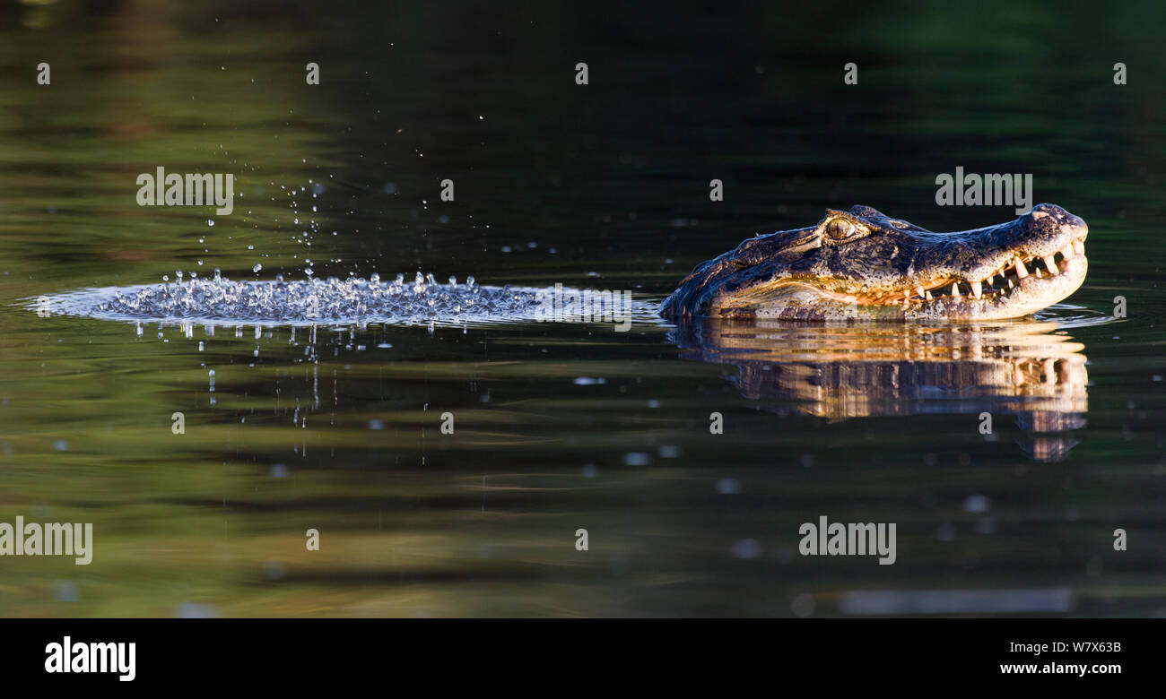 Caimano dagli occhiali (Caiman crocodilus) nel display territoriale, Mato Grosso, Pantanal, Brasile. Agosto. Foto Stock
