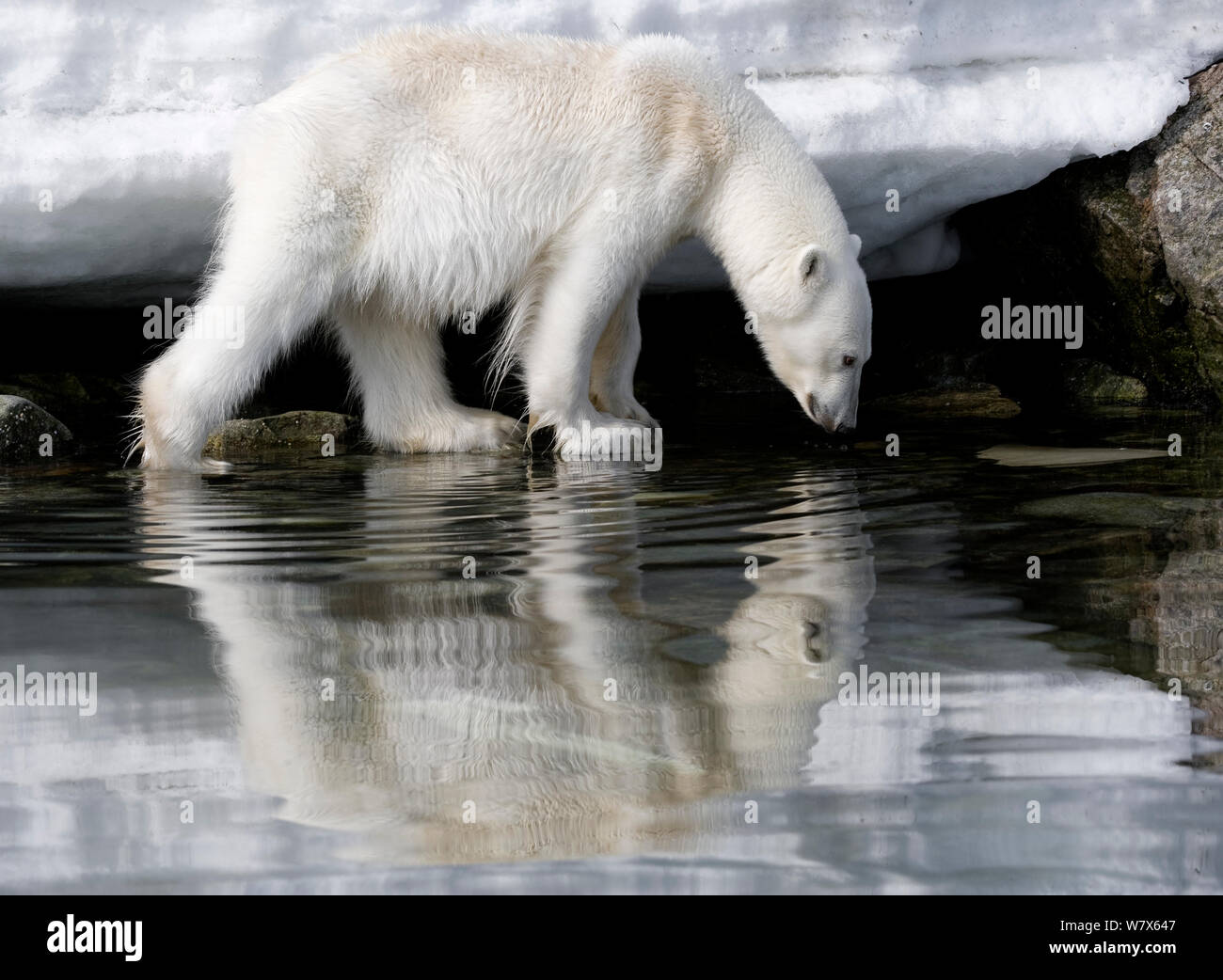 Orso polare (Ursus maritimus) riflesso nelle zone costiere, Svalbard, Norvegia. Luglio. Foto Stock